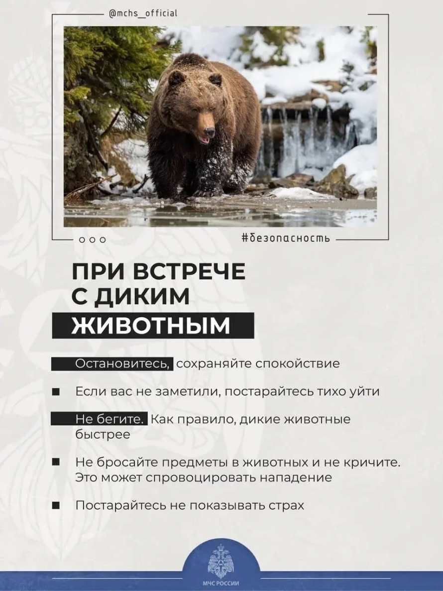 О правилах поведения при встрече с медведем